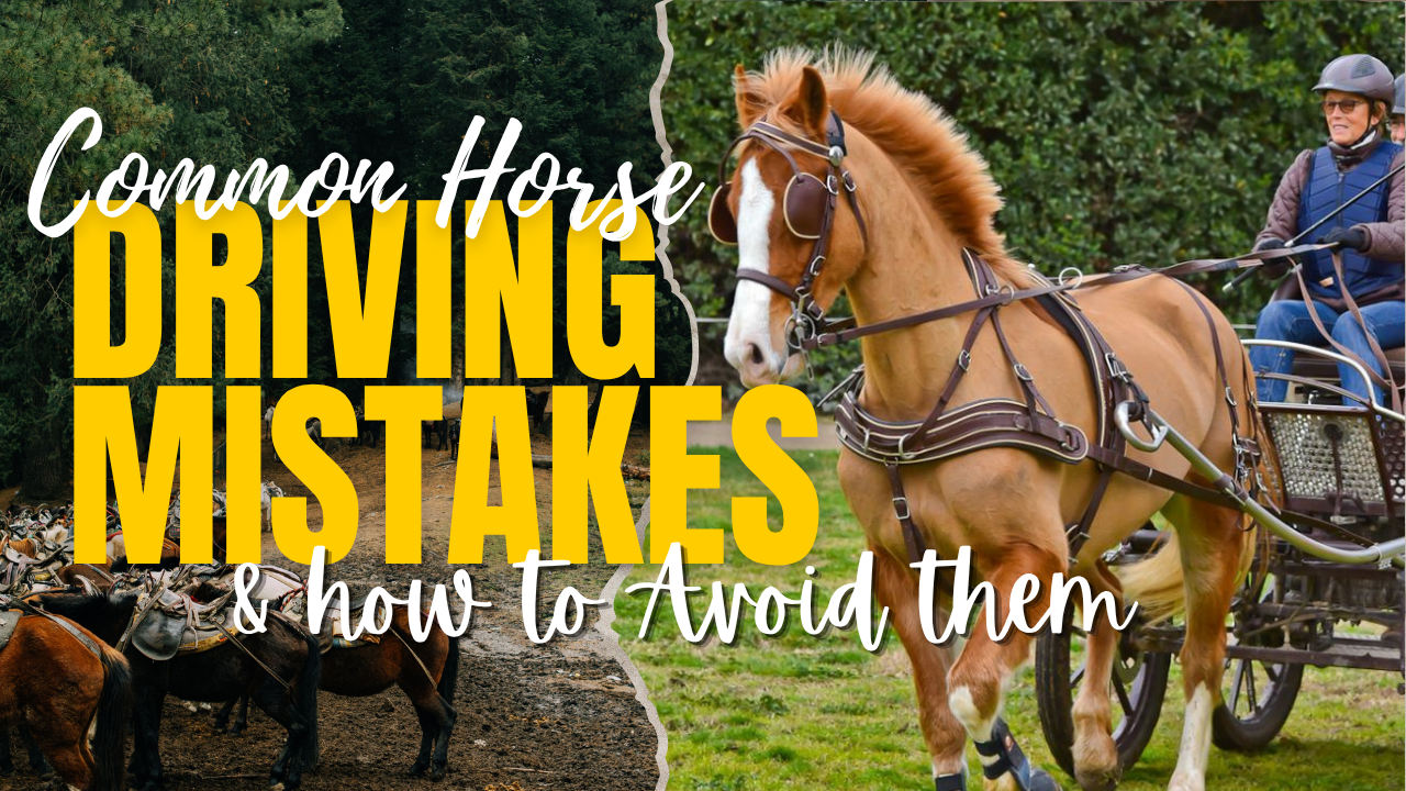 Common Horse Driving Mistakes and How to Avoid Them Safe Carriage Driving Guide