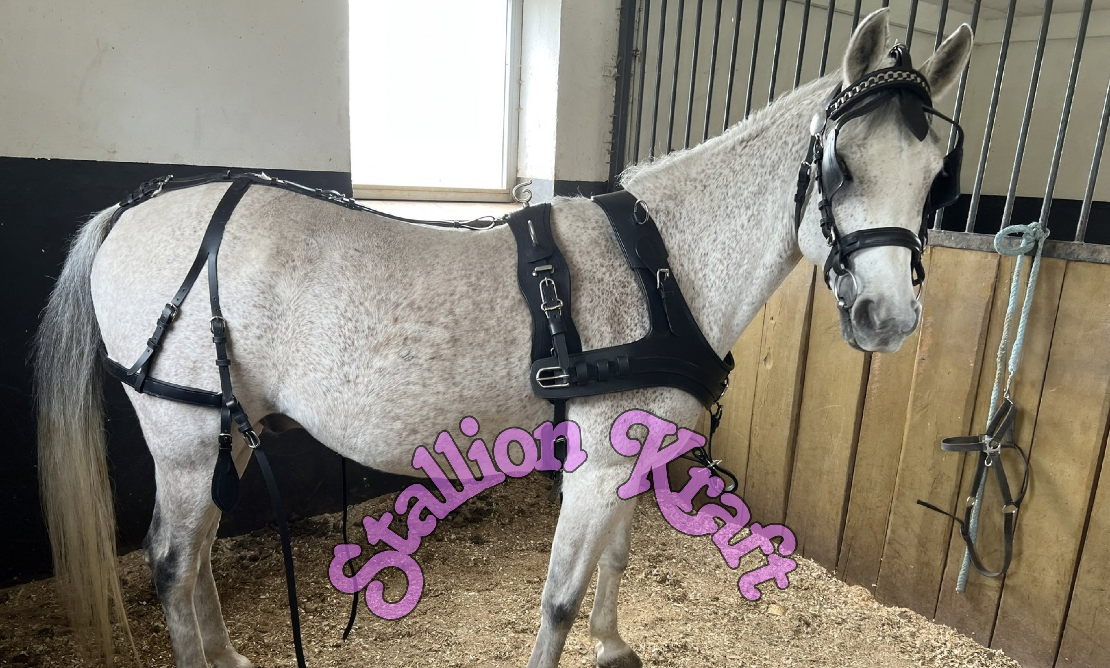 Handcrafted black leather horse driving harness on a grey horse featuring padded breast collar, adjustable straps, stainless steel buckles, and premium craftsmanship for Horse drawn carriage driving, buggy riding, and horse cart use.