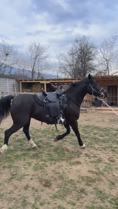horse wearing black handtooled wade saddle 